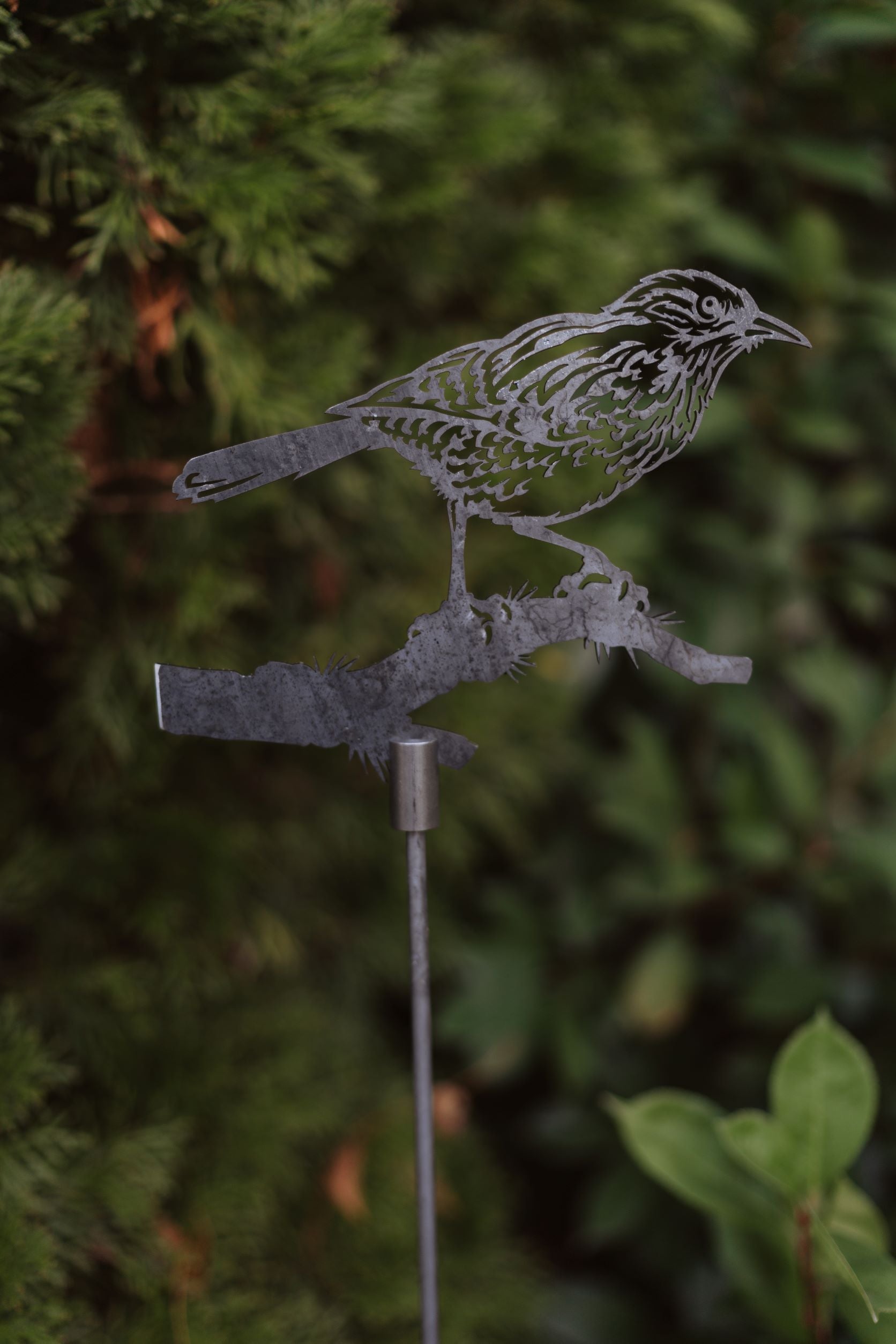 Cactus Wren