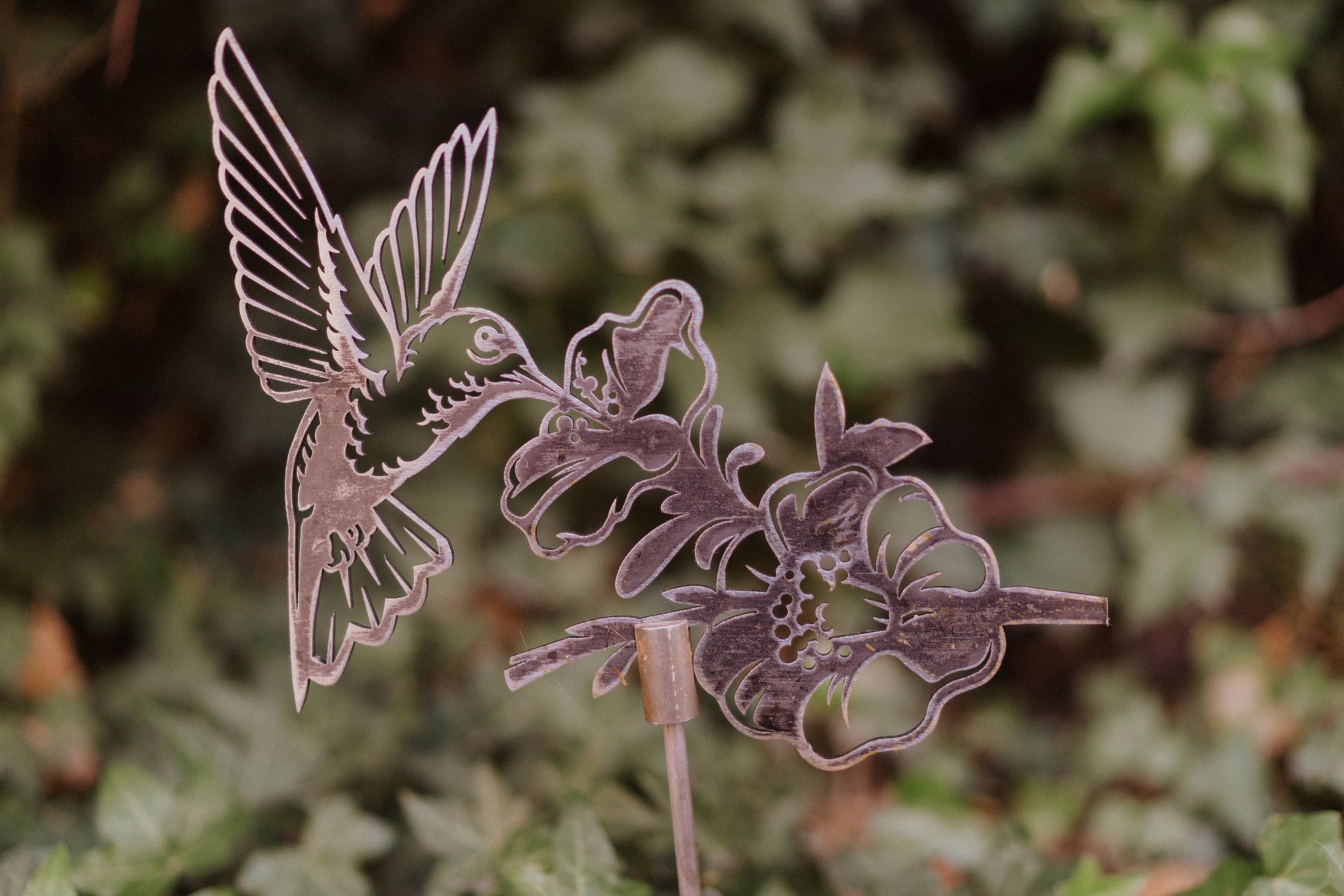 Hummingbird Feeding