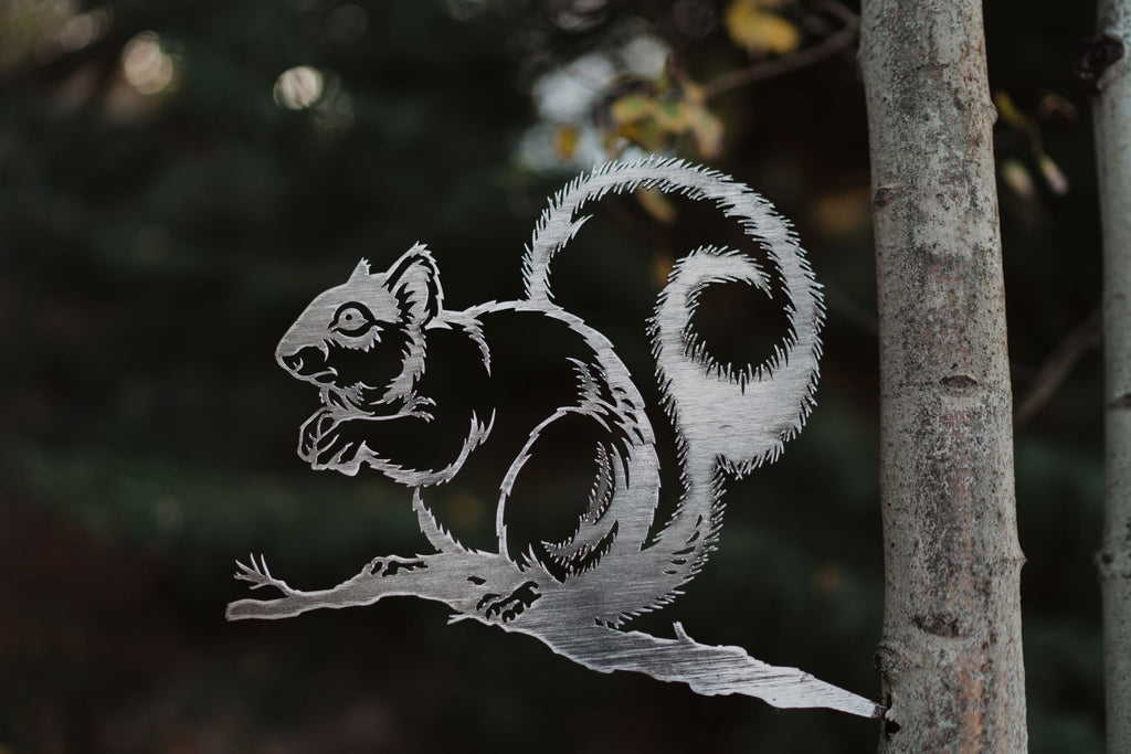 Grey Squirrel